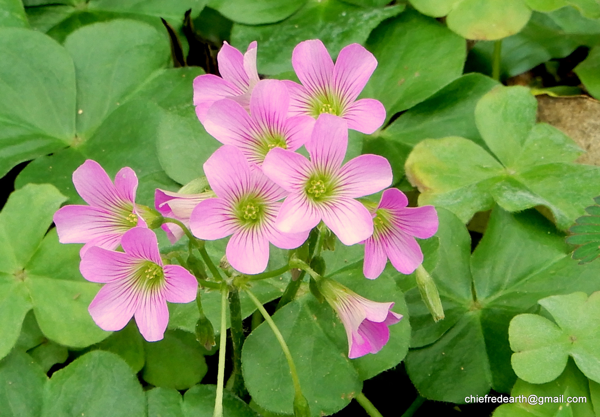 Oxalis debilis